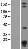 NSUN5P1 Human Over-expression Lysate