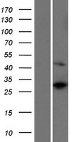 RPS4Y2 Human Over-expression Lysate