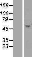 CHRNA1 Human Over-expression Lysate