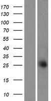 C11orf20 (TEX40) Human Over-expression Lysate