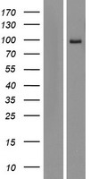 KIAA0317 (AREL1) Human Over-expression Lysate