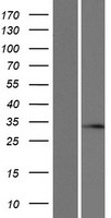 SLC25A29 Human Over-expression Lysate