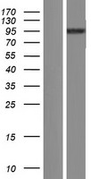 TRIM71 Human Over-expression Lysate