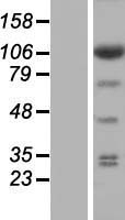 eIF3s8 (EIF3C) Human Over-expression Lysate