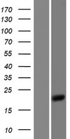 BTF3 Human Over-expression Lysate