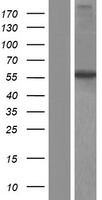 ITPRIPL2 Human Over-expression Lysate