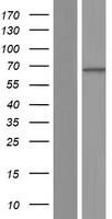 CNGA4 Human Over-expression Lysate