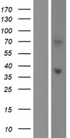 PAP2D (PLPPR5) Human Over-expression Lysate