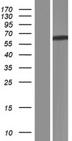 BCO2 Human Over-expression Lysate