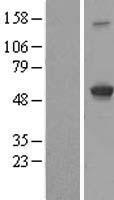 IFIT3 Human Over-expression Lysate