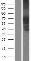 PTPN5 Human Over-expression Lysate