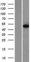 ZNF384 Human Over-expression Lysate
