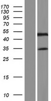 C19orf46 (SYNE4) Human Over-expression Lysate