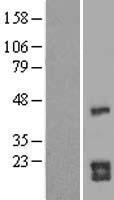 CDC42 Human Over-expression Lysate