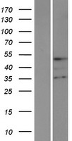 TMPPE Human Over-expression Lysate