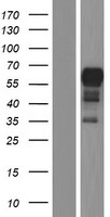 ENTR1 Human Over-expression Lysate
