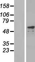PRKAG2 Human Over-expression Lysate