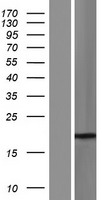 SSX4 (SSX4B) Human Over-expression Lysate