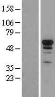 NRF1 Human Over-expression Lysate