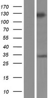 GRIP2 Human Over-expression Lysate