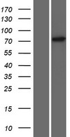ZNF433 Human Over-expression Lysate