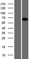 PROX2 Human Over-expression Lysate