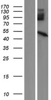 PPM1N Human Over-expression Lysate
