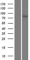 SLC45A1 Human Over-expression Lysate