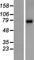 CNG3 (CNGA3) Human Over-expression Lysate