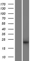 KRTAP27-1 Human Over-expression Lysate