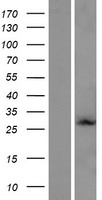 RAB6D Human Over-expression Lysate