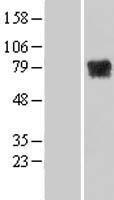 MTMR14 Human Over-expression Lysate