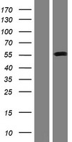 SLC38A1 Human Over-expression Lysate