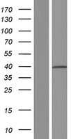 TMEM231 Human Over-expression Lysate