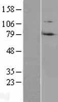 RNF214 Human Over-expression Lysate