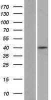 ZNF391 Human Over-expression Lysate