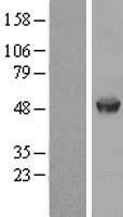 AAMP Human Over-expression Lysate