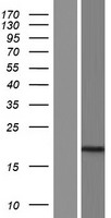 IQCF3 Human Over-expression Lysate