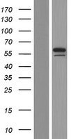 CHES1 (FOXN3) Human Over-expression Lysate