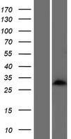 KRTAP24-1 Human Over-expression Lysate