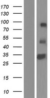 RELL1 Human Over-expression Lysate