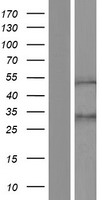 ZNF154 Human Over-expression Lysate