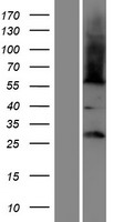 FAM86B1 Human Over-expression Lysate
