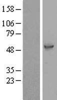 C14orf166B (LRRC74A) Human Over-expression Lysate