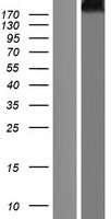 Cubilin (CUBN) Human Over-expression Lysate