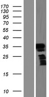 FRG2B Human Over-expression Lysate