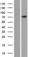 REPS2 Human Over-expression Lysate