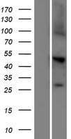 C2orf89 (TRABD2A) Human Over-expression Lysate