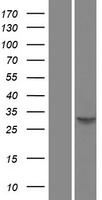 SPI1 Human Over-expression Lysate