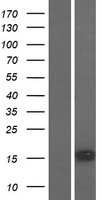 SNTN Human Over-expression Lysate